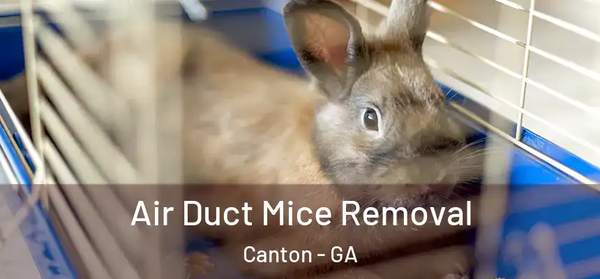  Air Duct Mice Removal Canton - GA